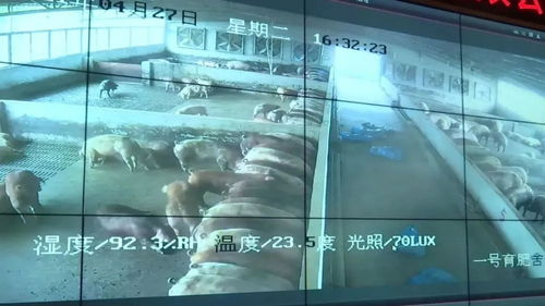 投資3.2億元！肇慶重點項目迎來新進展，網站建設加速推進